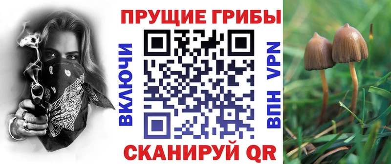 кракен зеркало  Павловский Посад  Псилоцибиновые грибы Psilocybe 